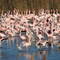 Lessor Flamingo Breeding grounds