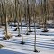 Frozen swamp woods (Rose Lake State Game Area)
