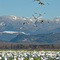 Snow geese flock