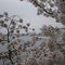 Jefferson Memorial during Cherry blossom season