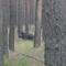 Wildschwein in der Annaburger Heide