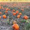 Many, many, ---  Halloweenfaces  ---