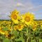 Sonnenblumenfeld - Sunflower field