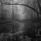 Foggypark
