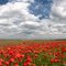 Kuhlowitzer Mohn