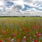 Blumenraps bei Lüsse