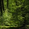 the lighted way through the dark forest