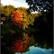 Árbol de Fuego