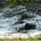 roaring river trout trip