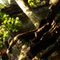 Devil's Kitchen Tree on Cliff