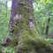 Roaring River State Park - August