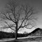 Tree of Life