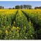 Rapsfeld