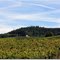 Blick auf die Weinberge