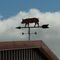 Schwein im Wind