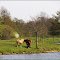 Paarden aan de Ems