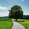 Lindenbaum