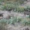white tailed deer near the LJ180 Ranch