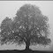 Ein altes Baumpaar im Nebel ...