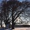 Winter-Linden im Winter (Tilia cordata)