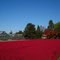 Pure red, der Herbst ist da! (Seligenstadt)
