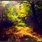 Herbstwald