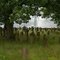 Old jewish cemetery