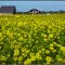 Senffeld unter  der Oktobersonne ... Mustard field under the October sun