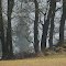 Baumgruppe/Group of trees