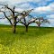 Nach dem Baumschnitt  1 / After the Tree-Cutting 1 / (Original)