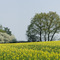 Rapsfeld