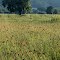 Cham-Haid Juli2012