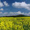 rape field in contrast of a blue sky and white clouds