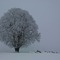 Winterlinde