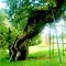 Kasberg - The old tree