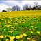 spring meadow