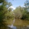 Ammerdelta in Spring