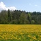 near Raisting