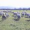 How sweet is the shepherds lot 2