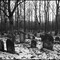 Jüdischer Friedhof im Wald