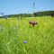 blaue  Kornblumen und lila Wiesen-Flockenblume  auf  einem Feld