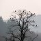 Der Kormoran  Baum in der Morgendämmerung - **  The cormorant tree at the dawn