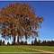 Zwei Buchen im Herbst