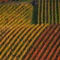 Vineyards near Main