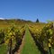 Vineyards near Karlstadt