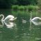 swan family
