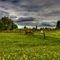 The farm of yellow daisies