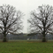 Hitchcock-Tree 3D