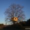 tree-house