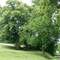 hohler Baum